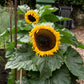 25 Dwarf SUNSPOT SUNFLOWER Helianthus Annuus Flower Seeds