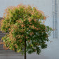 10 DWARF GOLDEN RAIN TREE Koelreuteria Paniculata Nana Yellow Flower Seeds