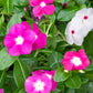100 Pink DWARF ROSE PERIWINKLE / Vinca Rosea Flower Seeds