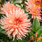 25 CACTUS DOUBLE DAHLIA Mix Variabilis Mixed Colors Hummingbird Flower Seeds