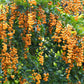 10 GOLDEN DEWDROP Duranta Erecta Repens Golden Foliage Blue Violet Purple White Flower Orange Ornamental Berry Shrub Seeds