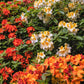 50 MIXED HYBRIDS RHODODENDRON spp. Mixed Colors - Red, Pink, Purple, White, Yellow, Orange Flower Sun or Shade Bush Shrub Seeds