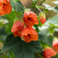 30 Mixed Colors FLOWERING MAPLE (Chinese Bell Flower) Abutilon Hybridum Shrub Bush Small Tree Seeds