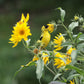 250 MAXIMILIAN (Prairie) SUNFLOWER Helianthus Maximiliani Flower Seeds
