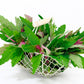 100 GIANT GOOSEFOOT Chenopodium Giganteum Purple Magenta Spreen Vegetable Seeds