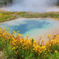 250 YELLOW MONKEY FLOWER Mimulus Grandiflorus Perennial Flower Seeds