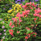 50 MIXED HYBRIDS RHODODENDRON spp. Mixed Colors - Red, Pink, Purple, White, Yellow, Orange Flower Sun or Shade Bush Shrub Seeds