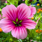 10 VULCAN MALOPE Trifida / Mallowwort / Mallow Flower Seeds