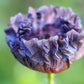 50 Organic AMAZING GREY POPPY Papaver Rhoeas Silvery Gray Flower Seeds