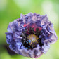 50 Organic AMAZING GREY POPPY Papaver Rhoeas Silvery Gray Flower Seeds