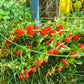 100 STRAWBERRY STICKS / SPINACH Chenopodium Foliosum Fruit Berry Seeds