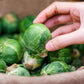 500 HEIRLOOM BRUSSEL SPROUT Brassica Oleracea Green Long Island Vegetable Seeds