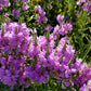 50 PINK Showy OBEDIENT PLANT (False Dragon Head) Physostegia Virginiana Flower Seeds