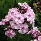 20 MEADOW PHLOX Maculata Mixed Colors Wild Sweet William Native Hummingbird Flower Seeds