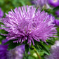 30 VIOLET Purple NEEDLE ASTER Callistephus Chinensis Unicom Flower Seeds