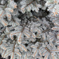 50 Colorado BLUE SPRUCE Tree Picea Pungens Glauca Christmas Tree White Silver Spruce Evergreen Seeds