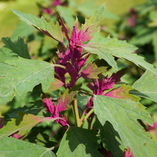 100 GIANT GOOSEFOOT Chenopodium Giganteum Purple Magenta Spreen Vegetable Seeds