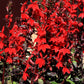 300 CARDINAL FLOWER LOBELIA Cardinalis Flower Seeds
