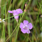 100 FALSE PURPLE FOXGLOVE Rose Gerardia Wetland Agalinis Purpurea Flower Seeds