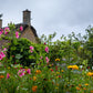 10 VULCAN MALOPE Trifida / Mallowwort / Mallow Flower Seeds