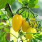 150 PLUM YELLOW TOMATO Lycopersicon Heirloom Indeterminate Fruit Vegetable Seeds