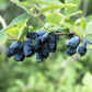 30 HONEYBERRY Blue Honeysuckle Lonicera Caerulea Edible Fruit Shrub Seeds