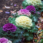 60 ORNAMENTAL KALE MIXED Colors Brassica Oleracea Flower Seeds