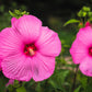 25 Grenache Vintage Hot PINK HARDY HIBISCUS Hibiscus Moscheutos Flower Seeds