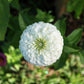 250 White POLAR BEAR ZINNIA Elegans Flower Seeds