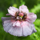 100 MOTHER Of PEARL POPPY Mix Papaver Rhoeas Shirley Flower Seeds Mixed Colors
