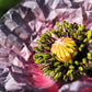 50 Organic AMAZING GREY POPPY Papaver Rhoeas Silvery Gray Flower Seeds