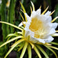 20 PURPLE DRAGON FRUIT (Pitaya / Pitahaya / Strawberry Pear) Hylocereus Undatus Cactus Seeds
