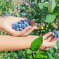 50 Northern HIGHBUSH BLUEBERRY BUSH Vaccinium Fruit Shrub Blue Berry White Flower Seeds