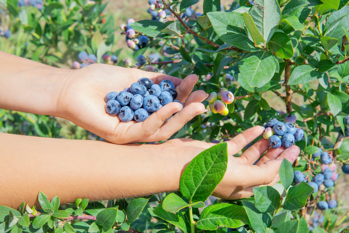 50 Northern HIGHBUSH BLUEBERRY BUSH Vaccinium Fruit Shrub Blue Berry White Flower Seeds