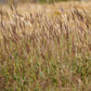 300 Ornamental BIG BLUESTEM GRASS Beardgrass Andropogon Gerardii Seeds