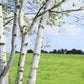 100 WHITE Japanese BIRCH TREE Betula Platyphylla Japonica Seeds