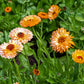 20 ZEOLIGHTS CALENDULA Officinalis MARIGOLD Flower Seeds Zeolight Coral Peach Apricot Pink