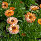 20 ZEOLIGHTS CALENDULA Officinalis MARIGOLD Flower Seeds Zeolight Coral Peach Apricot Pink
