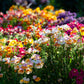 50 CARNIVAL MIX NEMESIA Strumosa Mixed Colors Flower Seeds