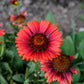 50 BURGUNDY GAILLARDIA Red Indian Blanket Flower Seeds