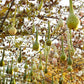 30 DIPPER GOURD Siphon Gourd Green Lagenaria Siceraria Vegetable Seeds