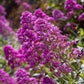 50 VIOLET BUTTERFLY BUSH Buddleja Davidii Purple Flower Seeds