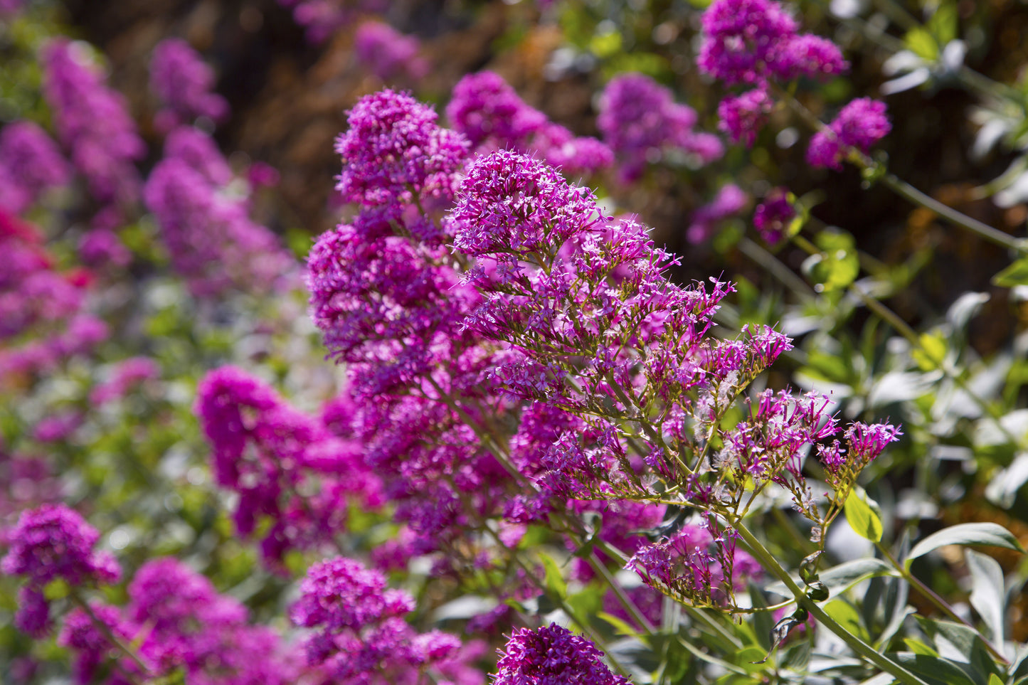 50 VIOLET BUTTERFLY BUSH Buddleja Davidii Purple Flower Seeds