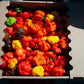40 Red JAMAICAN HOT PEPPER Capsicum Chinense Scotch Bonnet Vegetable Seeds