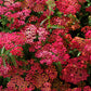 600 RED YARROW Achillea Millefolium Rubra Flower Seeds