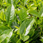 5 TEA PLANT Black & Green Drinking Tea Camellia Sinensis Evergreen Tree Shrub Flower Seeds
