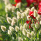100 BUNNY TAILS GRASS (Hares Tail) Ornamental Lagurus Ovatus Seeds
