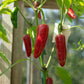 400 EARLY JALAPENO PEPPER Green Medium Hot Capsicum Annuum Mexican Chili Vegetable Seeds