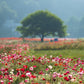 1000 MIXED Colors ORIENTAL POPPY Papaver Orientale Flower Seeds
