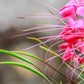 200 MAUVE QUEEN CLEOME Spinosa Hassleriana Purple Pink Spider Flower Seeds